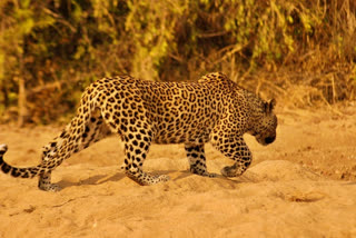 leopard-in-adilabad-district