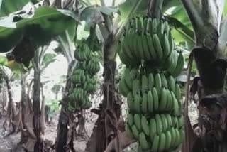 jalgaon banana rate