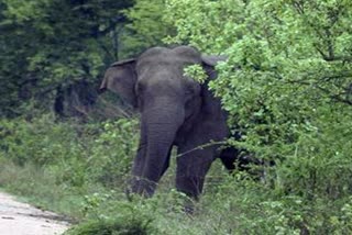 elephant attack, Women dead