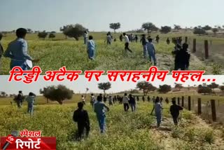 jodhpur news  balesar news  shergarh news  locusts attack
