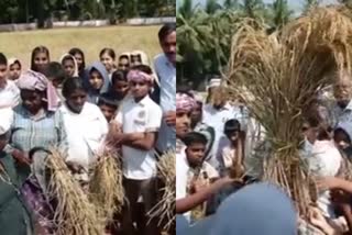 Agricultural festival conducted in Malappuram  Agricultural festival  'പാഠം ഒന്ന് പാടത്തേക്ക്'; വിളവെടുപ്പ് ഉത്സവമാക്കി നാട്ടുകാർ  പാഠം ഒന്ന് പാടത്തേക്ക്  വിളവെടുപ്പ് ഉത്സവം