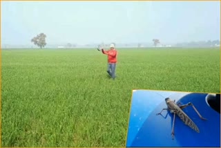 locust attack agricultural lands farmers crop destroyed fatehabad