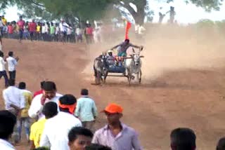 Cattle race competition in haveri