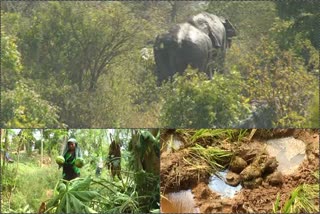 elephant destroy crop