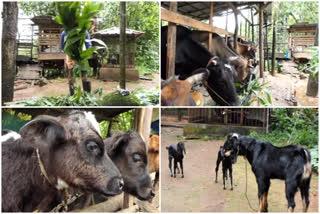 ഹൈറേഞ്ചിലെ ക്ഷീര മേഖലയെ തളർത്തി വേനൽ ചൂട്