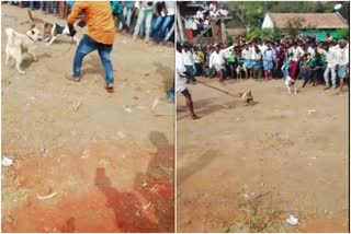 ನಾಯಿ ಜೊತೆ ನರಿಯ ಕಾಳಗಮ,  fox fight with dog at Hd kote of mysore