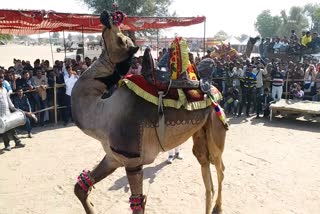 cattle fair in Nagaur, विश्व स्तरीय श्री रामदेव पशु मेला