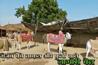 nagaur latest news, rajasthan news, राजस्थान ताजा हिंदी खबर, नागौर लेटेस्ट न्यूज