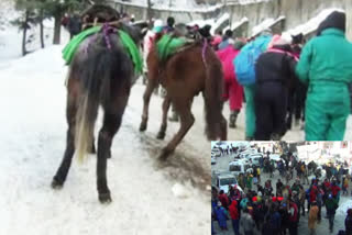 The impact of snow on Kufri is visible to horse traders