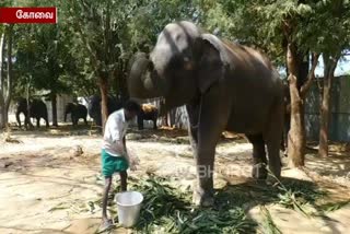 Elephant refreshment camp end