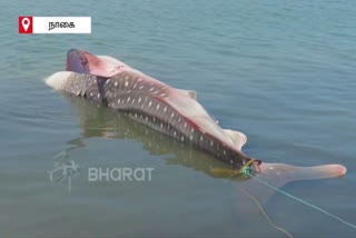 nagai near nagore fisherman got one and half ton weight giant shark alive