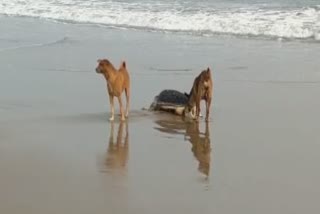 unsafe-olive-ridley-turtle