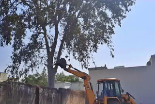 illegal tree cutting in blodabzar