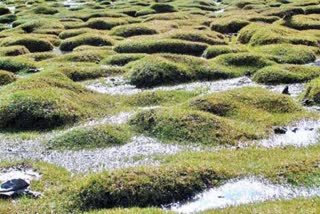 lungs-to-the-land-dot-dot-dot-marshes