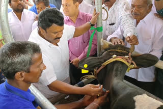 animal teeka program in yadadri bhuvanagiri