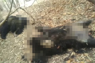 two bears and Leopard were killed due to current in Bhadravati area,