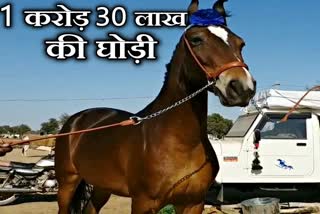 cattle fair, cattle fair nagaur, nagaur latest news, नागौर लेटेस्ट खबर