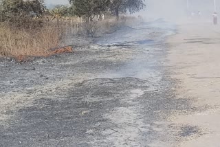 fire in banana plantation land