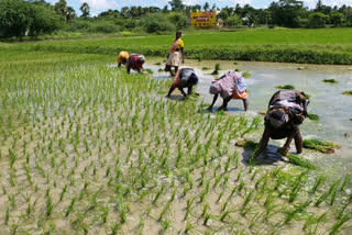 delta farmers reaction on budget 2020