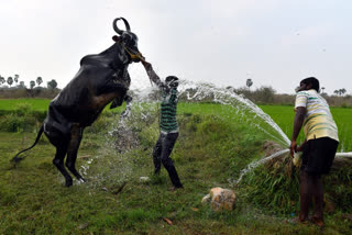 beautiful photos in suryapet district