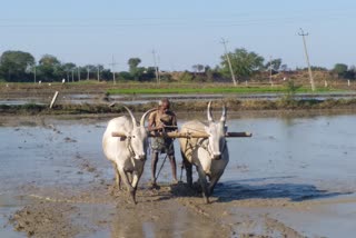 agricultural work is underway with pond water in haveri