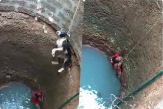 Mangaluru woman saves stray dog from 30 ft deep well video goes viral in karnataka