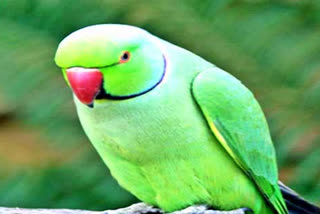 parrot