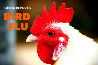 China reports bird flu