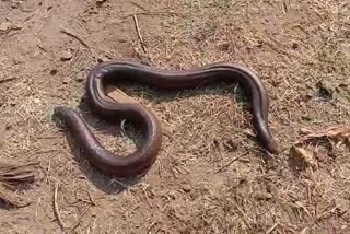 Forest staff leave a two-faced snake