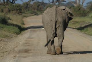 An elephant rescued by forest department officials in Ganjam, Odisha