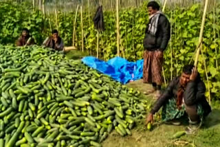 বিধ্বস্ত তিয়ঁহ খেতিয়ক