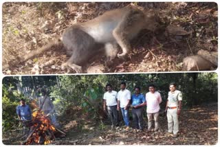 Monkey disease in Siddapur