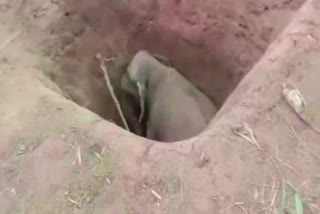Forest Department officials rescue an elephant after it fell into a mud pit in Ganjam, Odisha