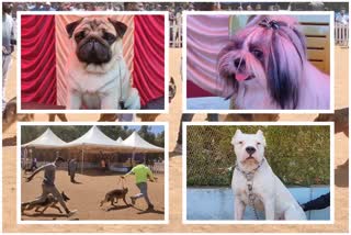 Dogs Exhibition held at Coonoor