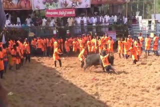 alagumalai jallikattu held in tiruppur