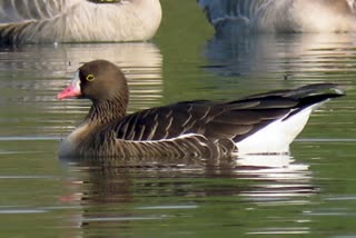 Siberian bird of rare specie