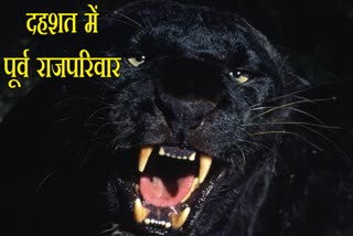 सिटी पैलेस, उदयपुर न्यूज, राजस्थान न्यूज, पैंथर, Panther, City Palace, Rajasthan news, Udaipur news