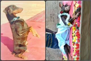 police dog rambo died at gadag