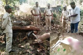 two-deer-dead-body-visible-in-sirsi