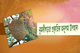 নুমলীগড়ত প্ৰকৃতিৰ অনুপম উপহাৰ