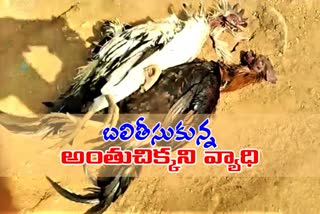 hens died mystery in bhadradri kothagudem