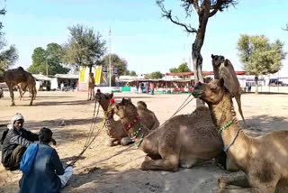 nagaur shreeramdev pashumela, श्रीरामदेव पशु मेला, Nagaur cattle fair, नागौर श्रीरामदेव पशु मेला