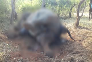 elephant-dead-in-male-mahadeshwara-hill