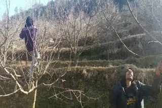 Pruning of trees in apple orchards