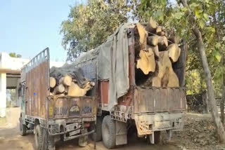 ruck full of mango wood seized, आम की लकड़ी से भरा ट्रक जब्त