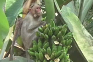 Monkeys at Kanyakumari