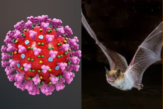 Coronavirus in China may have come from bats: studies