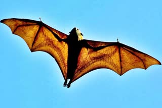 threat of coronavirus from bat