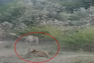 A tiger couple is seen on the roadside in Majhgawan of Satna