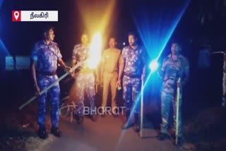 nilgiris-in-search-of-tiger-roaming-forest-officers-patrolling-full-nights-with-fire-beacon